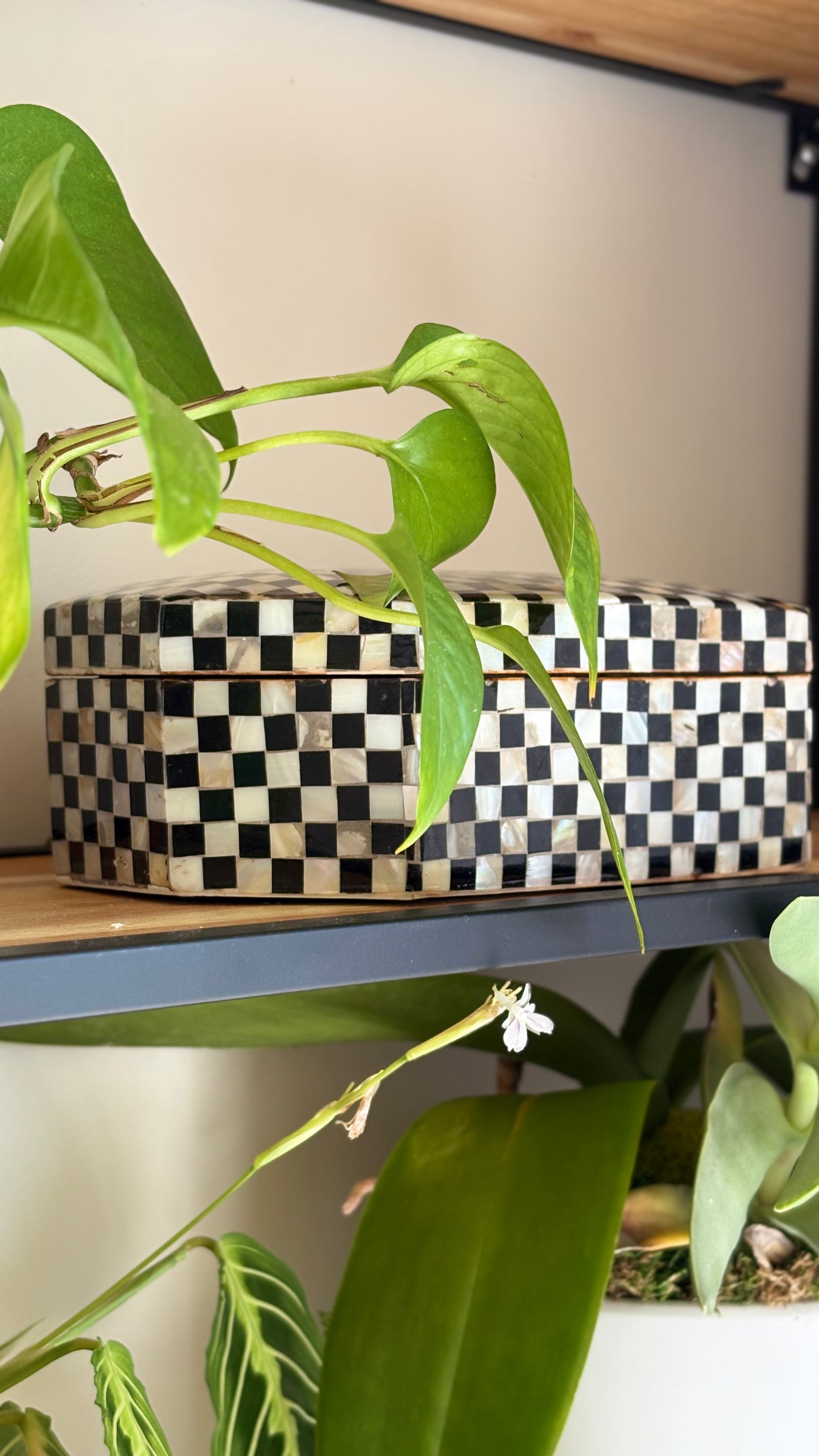 Monaco Checkerboard Shell Box